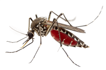 Close-up of a Mosquito with a Red Abdomen, Illustrating Disease Transmission and Health Concerns