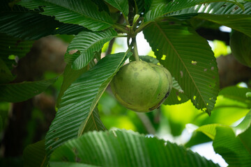 Elephant apple (Dillenia indica) hanging from a tree amid lush tropical foliage.