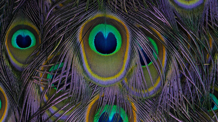 Fototapeta premium Peacock feathers. Peacock feather pattern close up