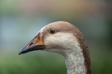 Close-up profile of a goose with a blurred green background
