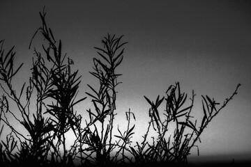Plant Silhouette Against the Sunset