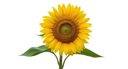 Fototapeta premium Vibrant sunflower in full bloom with bright yellow petals against a white background