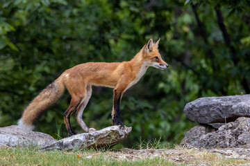 A juvenile Red Fox pauses in its search for its next meal.