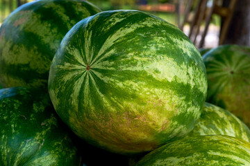 Sweet summer. Pile of ripe watermelons at the market