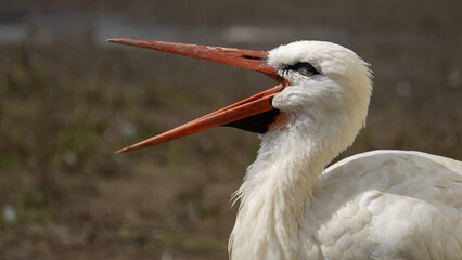 Stork close-up. Stork yawning. Bird's head close-up. Birds of Europe.
