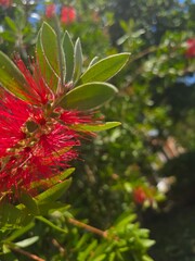 red and yellow flower