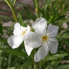 white and yellow flowers