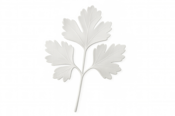 White parsley leaf isolated on transparent background, symbolizing purity, simplicity, and minimalism in food or nature-related design
