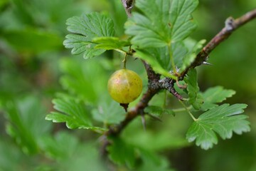 Single ripe gooseberry (Ribes uva-crispa) hanging on a thorny branch with green leaves. Close-up macro shot of summer fruit growing naturally in a garden.