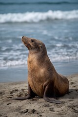 A sea lion sits on the warm sand, gazing toward the gentle waves rolling in from the ocean under a clear sky. The animal looks alert and calm