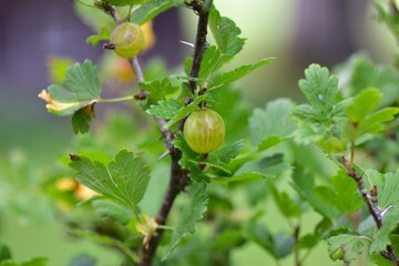 Ripe gooseberries (Ribes uva-crispa) hanging on a thorny branch with green leaves. Close-up macro shot of summer fruit growing naturally in a garden.