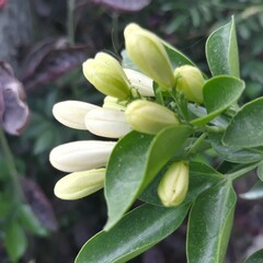 Obraz premium lily of the valley
