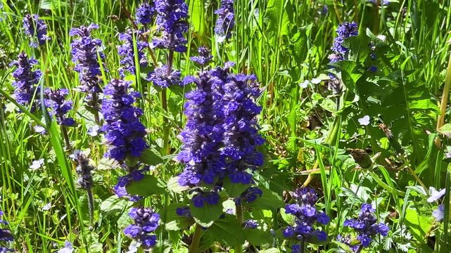 Ajuga reptans or blue bugle on a green spring lawn on a sunny day. Groundcover with stalks bearing many purple flowers.