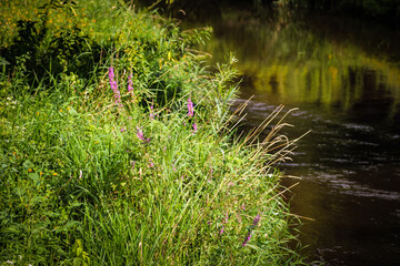 Purple loosestrife on the bank of a watershed area as a stream flows by on a summer day. (Lythrum salicaria) is considered an invasive species in Minnesota.