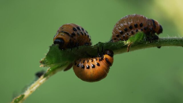 Colorado potato beetles, also known as ten-striped spearmen, ten-lined potato beetles or potato bugs, are crawling on a stem in a natural environment