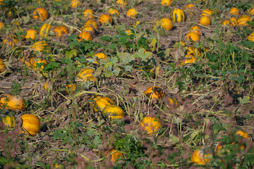 K&uuml;rbisfeld in der Steiermark 3