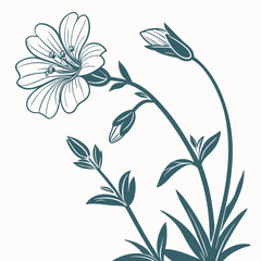 cerastium alpinum lanatum fiower vector