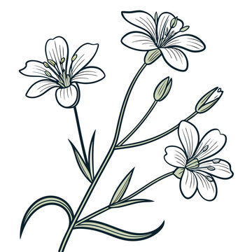 cerastium alpinum lanatum fiower with leaves