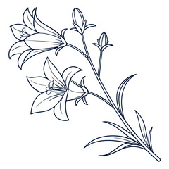 campanula glomerata superba vector