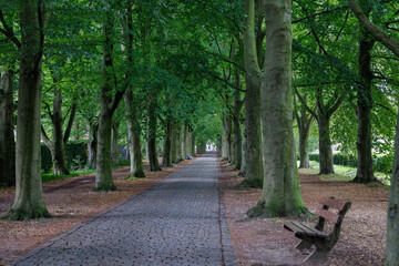 Long straight avenue with trees and cobblestone pathway in green park landscape