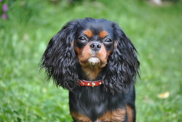 Cavalier King Charles Spaniel © Magdalena