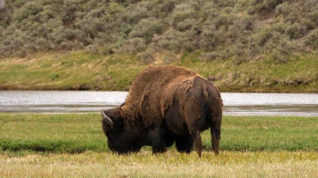Bison grazing Hayden Valley in Yellowstone National Park