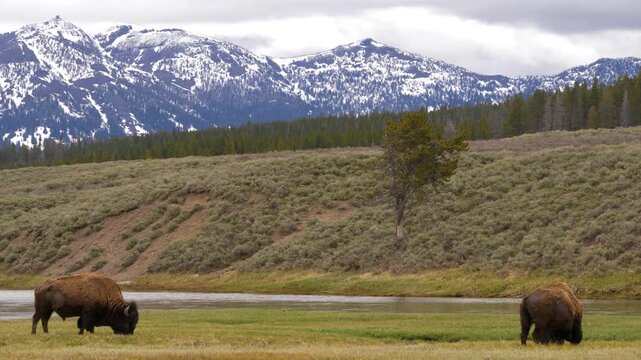Bison grazing Hayden Valley in Yellowstone National Park