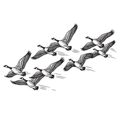 Obraz premium Flock of seven Canada geese in flight depicted in a detailed black and white illustration against a white background