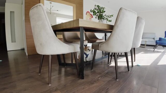 Energetic Shih Tzu dog dashes playfully across a cozy living room, full of excitement and movement.