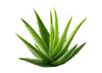 aloe vera leaves isolated on a white background with a clipping path. a pile of fresh green plant and ivy branches, along with sliced slices, for cosmetic beauty products or health care product design