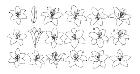 Lily line art icon bundle illustration © Smithstar
