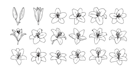 Lily line art icon bundle illustration