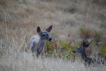 deer in the grass