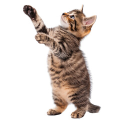 Obraz premium cute cat standing on two legs, in a sticker-style format with a white border and background. 