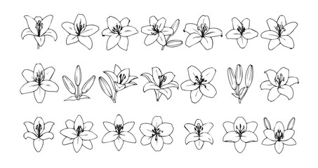 Lily line art icon bundle illustration