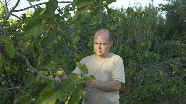One summer day in August, a man eats ripe figs from a tree in his garden at his cottage