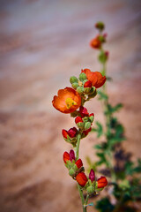 Orange Desert Wildflower Bloom with Red Buds Macro in Sandy Habitat