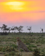 Cheetah in the sunset
