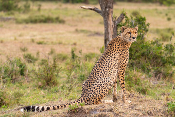 Cheetah in serengeti