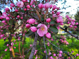 The decorative pink apple tree of Nedzvetsky in the garden early in the morning.