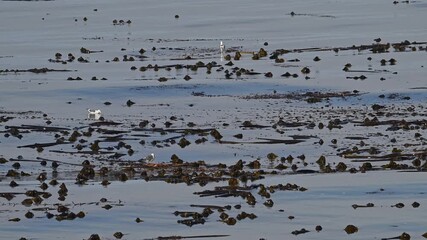 Seagulls resting on undulating bull whip kelp with audio.