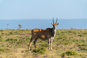 Topi's Gaze