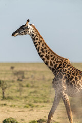 Giraffe in the wild