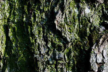 tree bark background