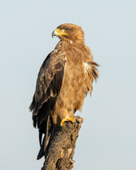 Eagle Perch