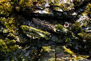 lichen on tree bark