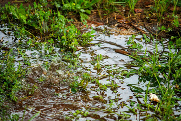 Water flowing in the grass