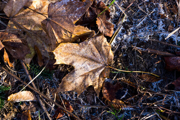 autumn leaves in the snow