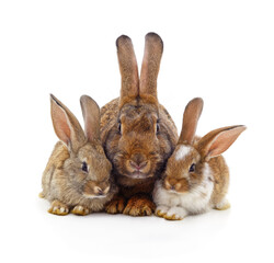 Rabbit and a small bunnies.