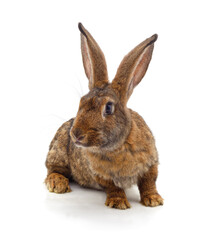 One grey rabbit.
